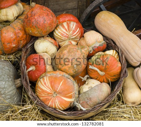 Variety of pumpkins on display