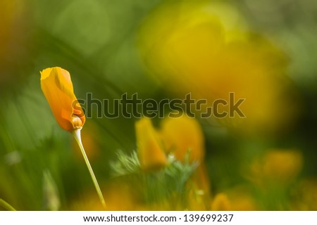 Yellow poppy flowers in full bloom in a green grass under the sun
