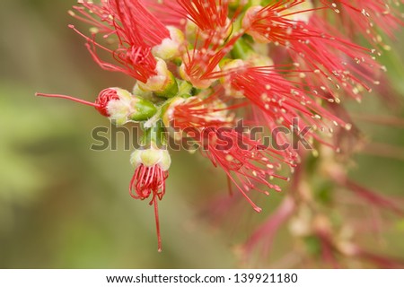 Detail of Red flowers of ornamental bush