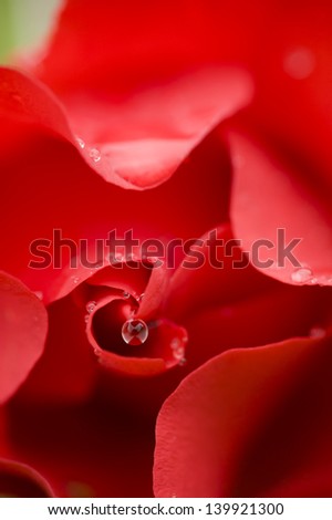 Dew drop hanging from rose petals