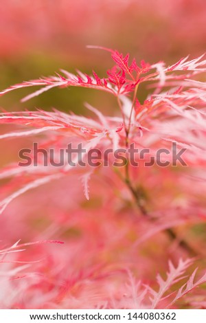 Close up of red japanese maple tree