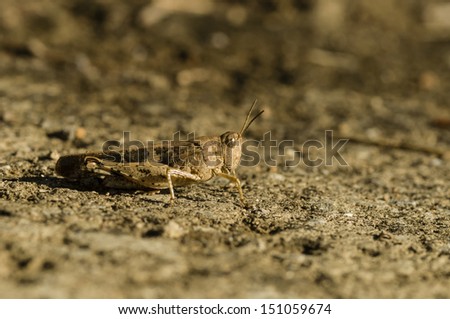 Brown cricket camouflage on dry ground under the sun