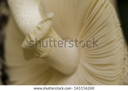 Amanita mushrooms, deathcap toxic non-edible fungus