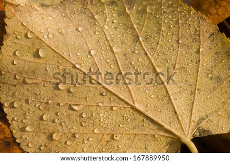 Dew drops on brown leaves fallen on ground