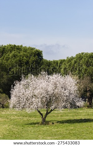 Isolated almond tree in full bloom under the sun