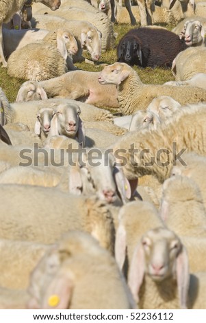 Herd of sheep with a black sheep