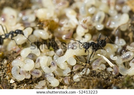 Ants collecting larvae