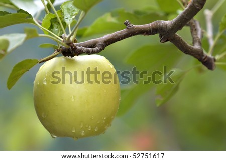 Yellow apple on tree branch with rain drops