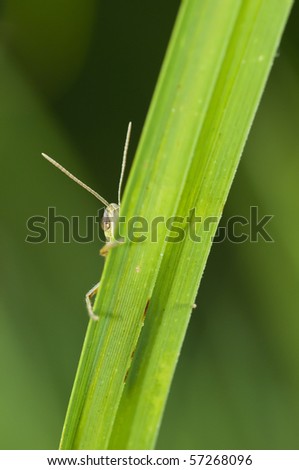 Grasshopper hiding behind a blade of grass