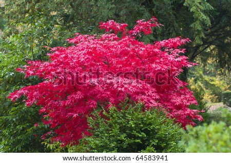 Red Japanese maple tree in autumn among green leaves