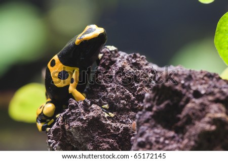 Black and yellow tropical poisonous frog of the rain forest
