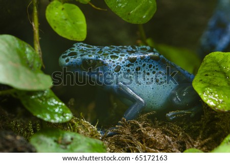 Black and blue tropical poisonous frog of the rain forest