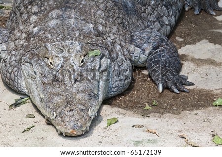African crocodile closeup