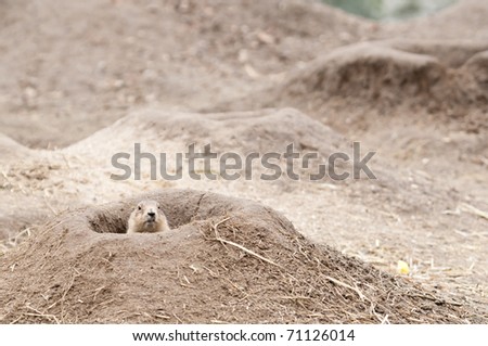 Prairie dogs (Cynomys) are burrowing rodents native to the grasslands of North America.  They are a type of ground squirrel. They are found in the United States, Canada, and Mexico