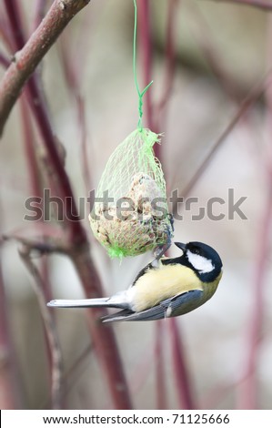 Great Tit (Parus major), hanging from an artificial food dispenser