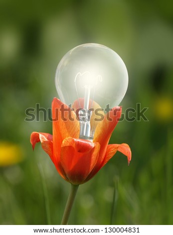 flower bulb on green meadow
