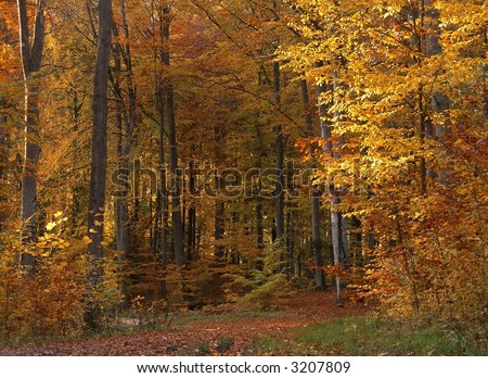 golden forest