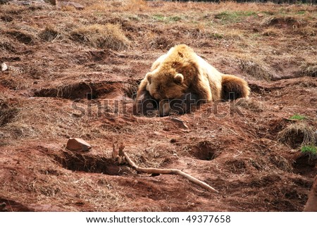 A photograph of a grizzly bear sleeping on the ground.
