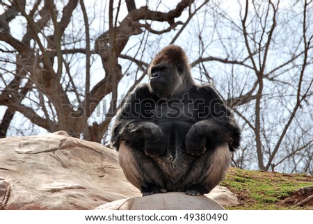 A photograph of a ape sitting on some rocks.