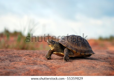 A photograph of a turtle resting on a sand rock ground.