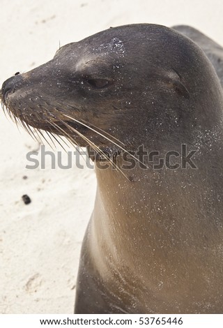 Galapagos Sea Lion with Fly on Nose on Beach