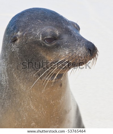 Closeup of Galapagos Sea Lion