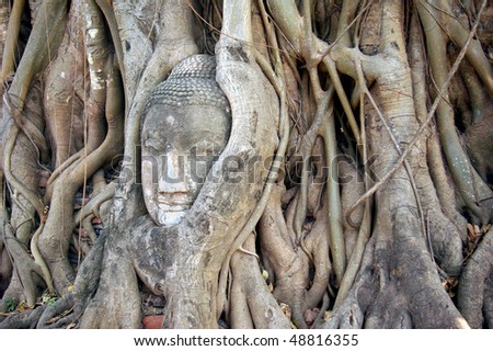 A stone head of Buddha surrounded by tree\'s roots in Wat Prha Mahathat Temple in Ayutthaya, Thailand