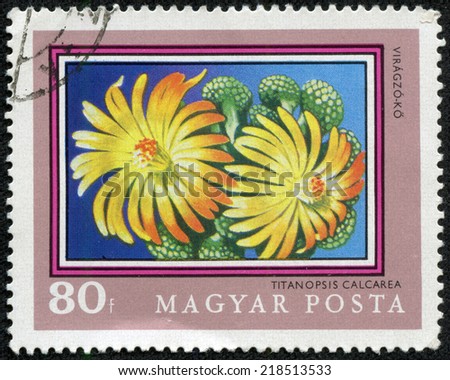 HUNGARY - CIRCA 1971: post stamp printed in Hungary (Magyar) shows titanopsis calcarea from plants series, Scott catalog 2091 A468 80f blue green yellow pink, circa 1971