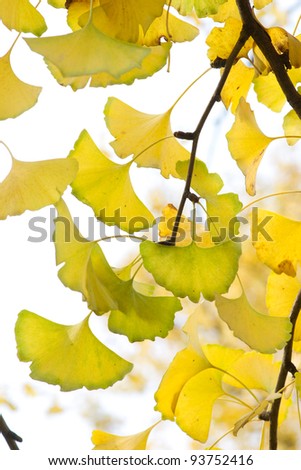 Yellow ginkgo leaf in autumn