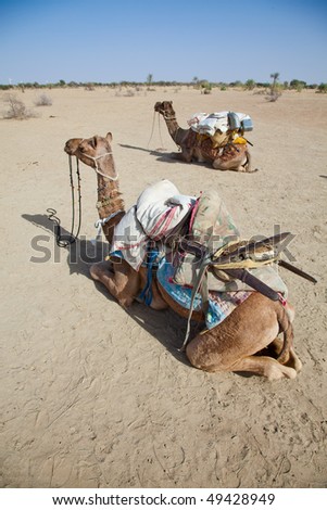 Two camels resting in the sand during a safari in Thar Desert
