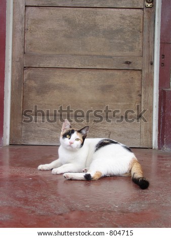 Cat in front of door