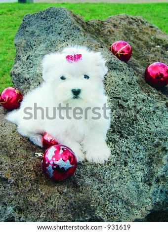 Pure breed maltese puppy posing for a magazine shot with Christmas decoration