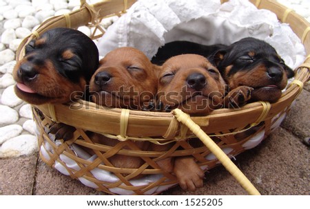 Four four weeks old pure breed miniature pinscher  puppies sleeping in a basket