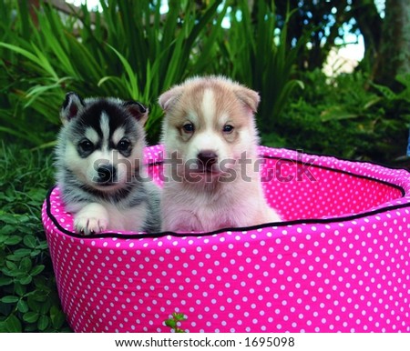 Two four weeks old pure breed Siberian husky puppy in a pink bed
