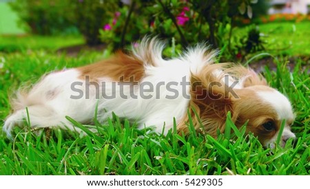 Purebreed chihuahua dog laying down in the grass
