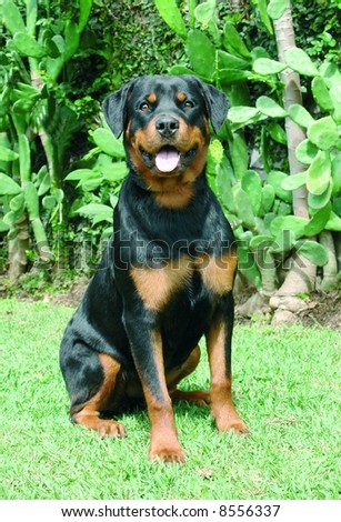 Pure bred rottweiler dog sitting down