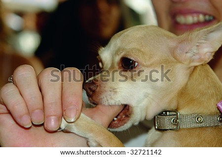stock-photo-chihuahua-dog-sucking-the-thumb-of-his-owner-32721142.jpg