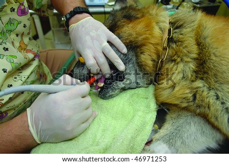 Pure breed german shepherd dog at a dental cleaning