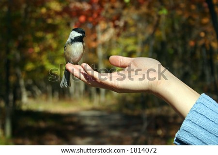 Bird in hand