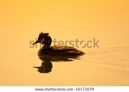 A great crested grebe goes for an early evening swim on a calm golden lake