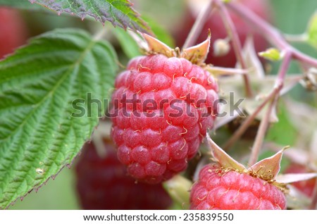 Raspberries, close-up shooting