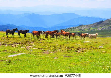 Herb of horses in Altai mountines