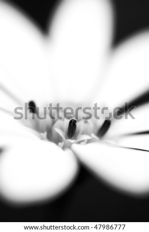 High Key Black & White Osteospermum
