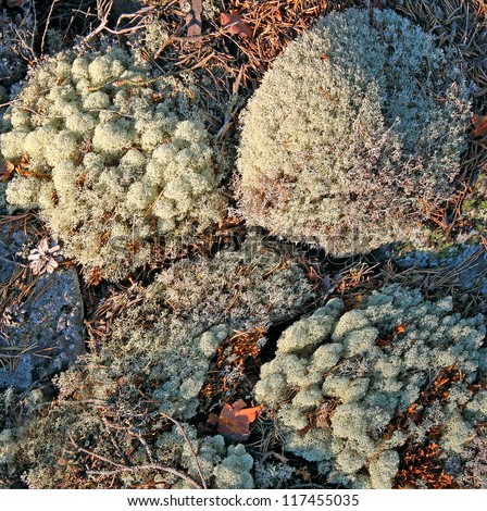 Lichen on rock surface, Background, Lappland, Finland, Sweden, Scandinavia, Europe