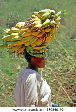 BUIKWE REGION, UGANDA - JULY 26: An unidentified farmers carry bananas for sale on July 26, 2004 in Buikwe region, Uganda. People in rural areas of Uganda depend on farming.