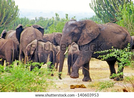 Elephants in the Queen Elizabeth National Park in Uganda (Africa)