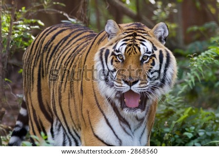 A Bengal tiger approaching through the woods