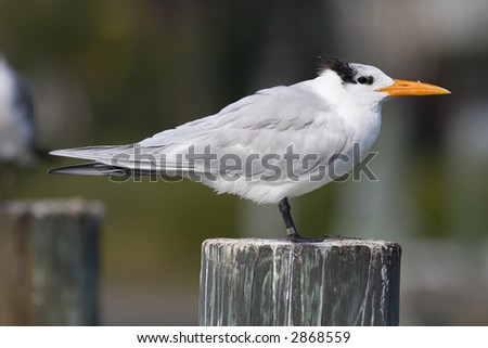 A tagged Royal Tern perching on a pier in Central Florida