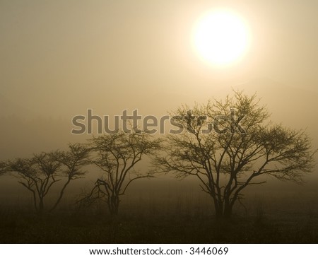 Three trees with the the Sun rising over a misty meadow in Nikko, Japan