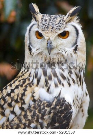 Close-up of a Rock Eagle Owl